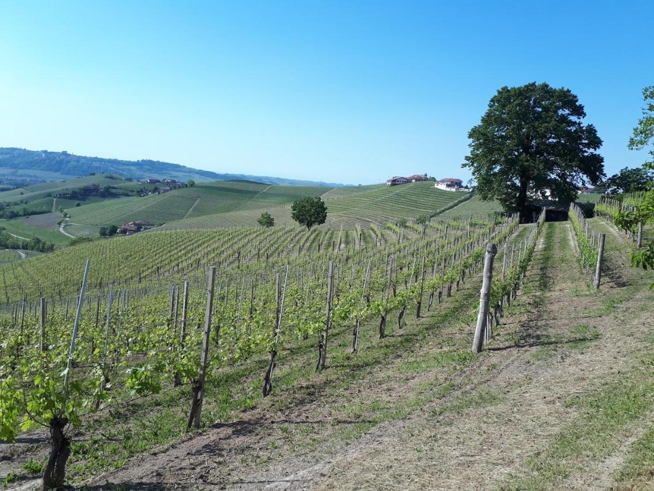 Ca Trifolera Barbaresco: Romantic Wine Estate in Langhe Exterior photo