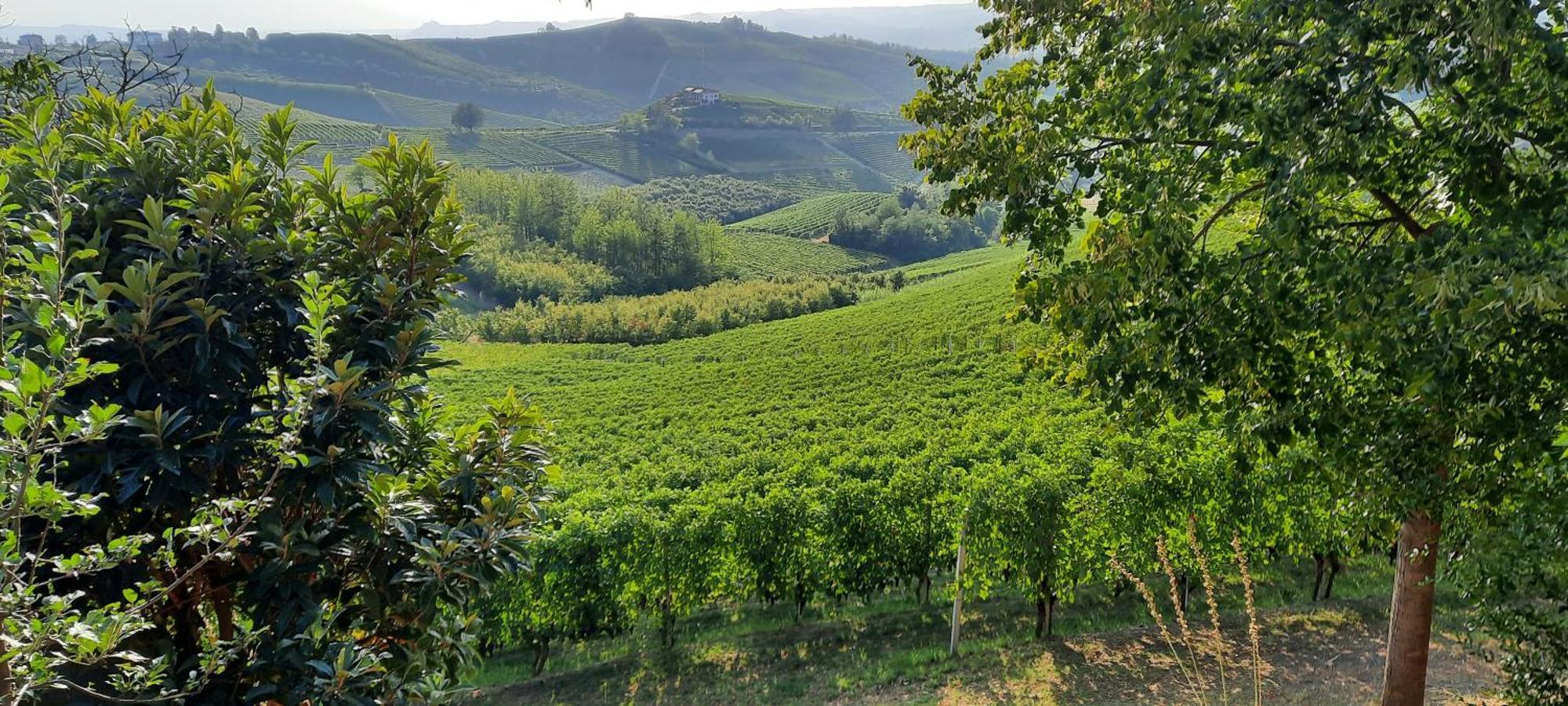 Ca Trifolera Barbaresco: Romantic Wine Estate in Langhe Exterior photo